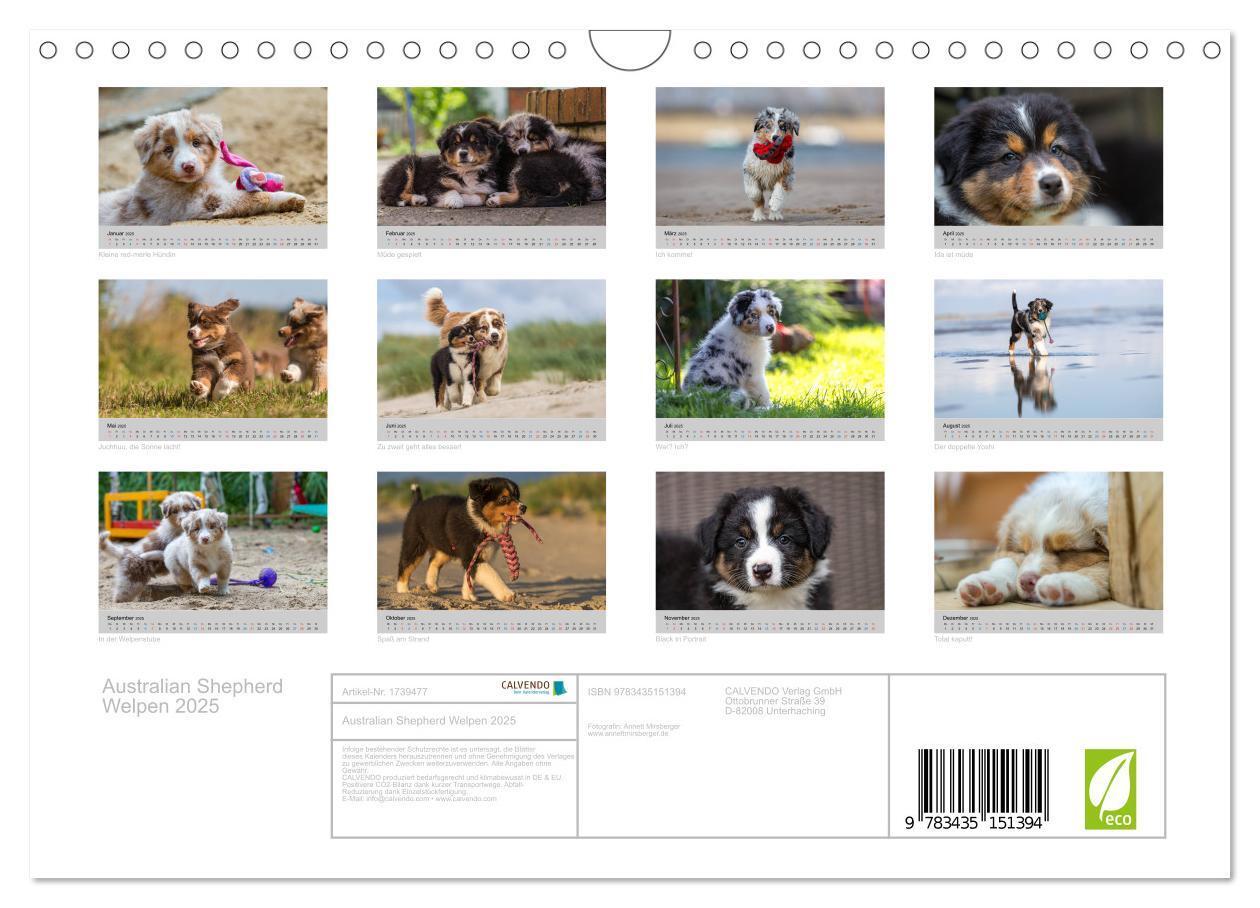 Bild: 9783435151394 | Australian Shepherd Welpen 2025 (Wandkalender 2025 DIN A4 quer),...