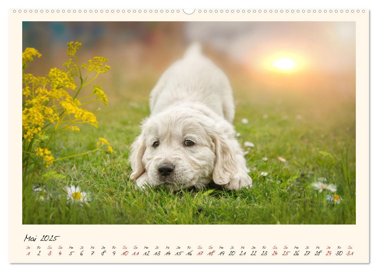 Bild: 9783383828355 | Golden Retriever... Herzenshunde (Wandkalender 2025 DIN A2 quer),...