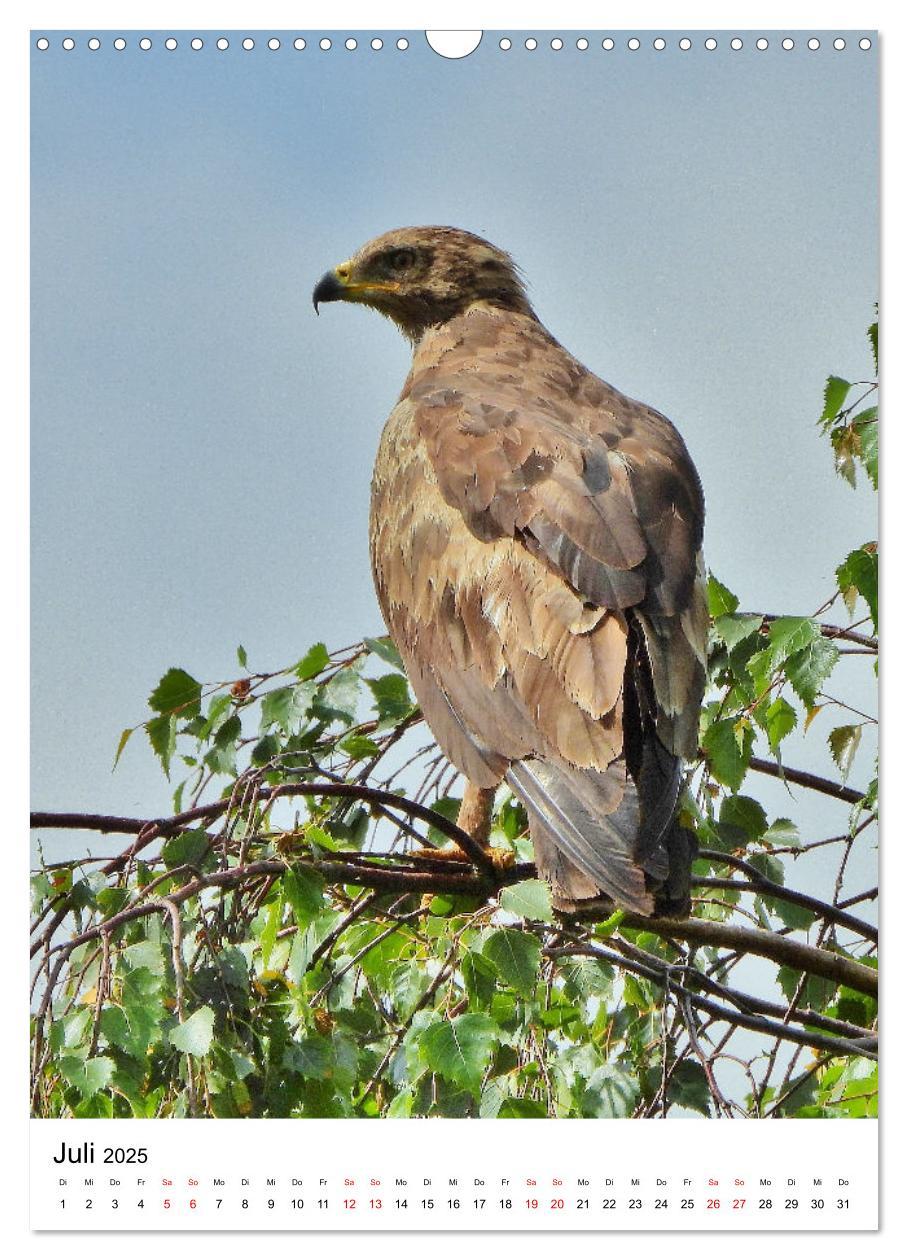 Bild: 9783383766411 | Adler, Eule und Co - Gefiederte Jäger im Portrait (Wandkalender...