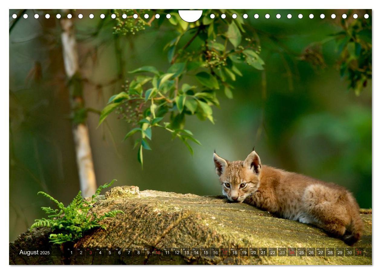 Bild: 9783435690213 | Der Luchs - Dem Pinselohr auf der Spur (Wandkalender 2025 DIN A4...