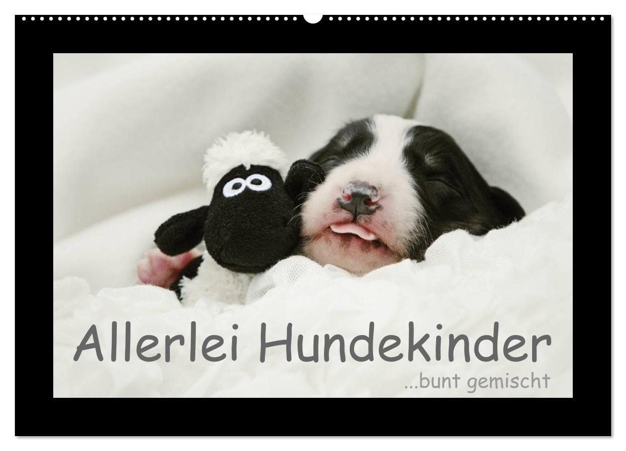 Cover: 9783435640744 | Allerlei Hundekinder (Wandkalender 2025 DIN A2 quer), CALVENDO...