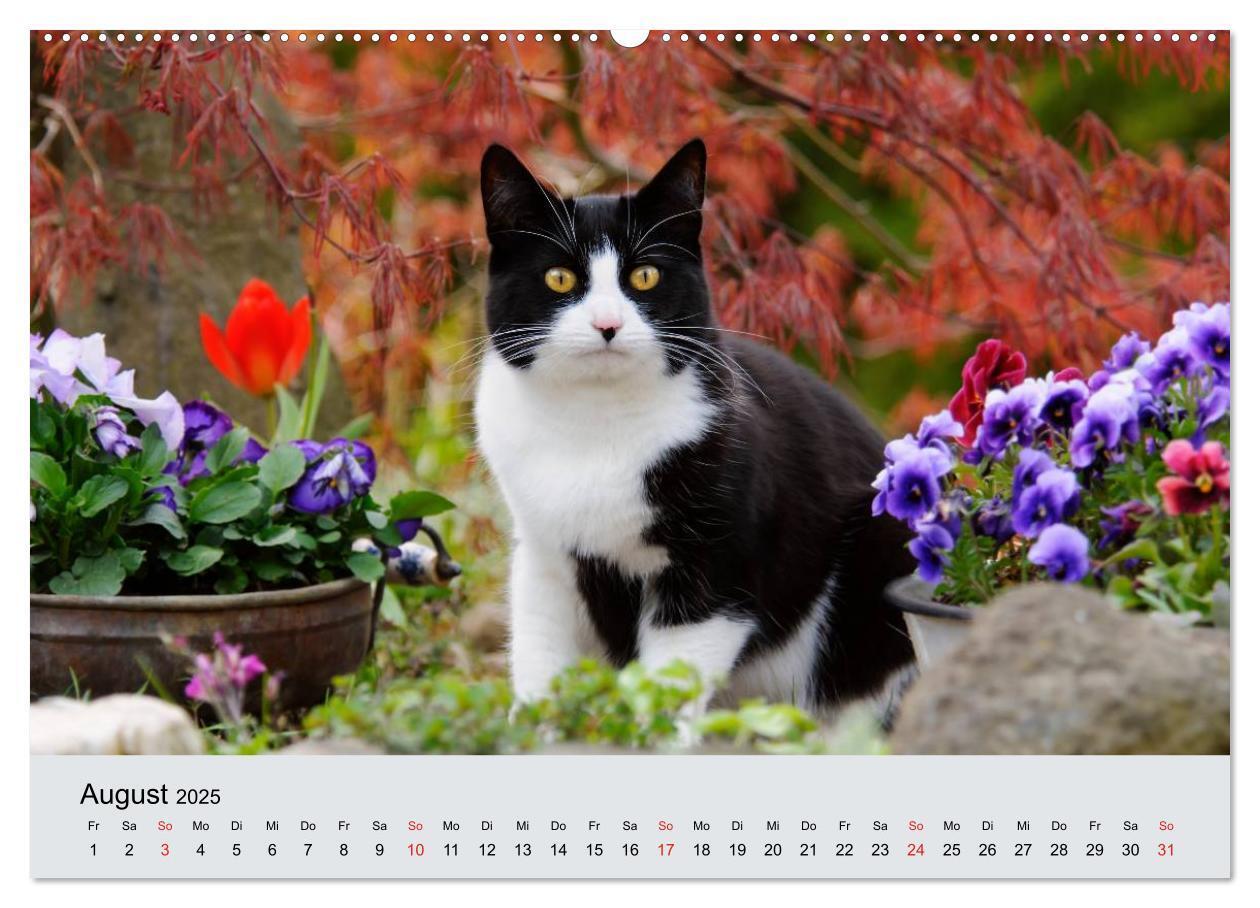 Bild: 9783435811809 | Katzen im Garten (Wandkalender 2025 DIN A2 quer), CALVENDO...