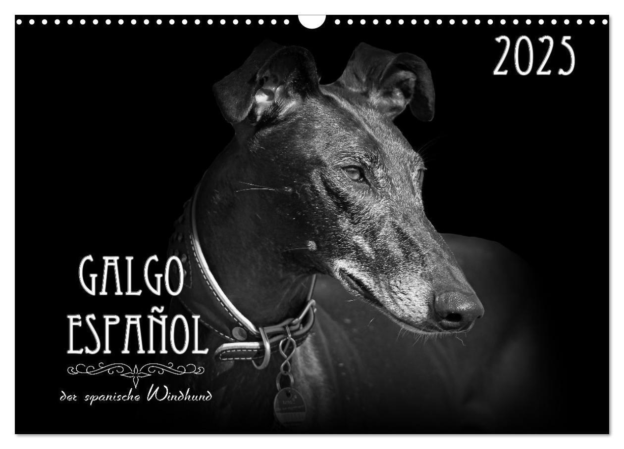 Cover: 9783383824050 | Galgo Español - der spanische Windhund 2025 (Wandkalender 2025 DIN...