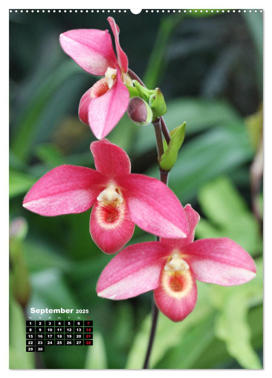 Bild: 9783435942480 | Kleine Orchideenschätze (Wandkalender 2025 DIN A2 hoch), CALVENDO...