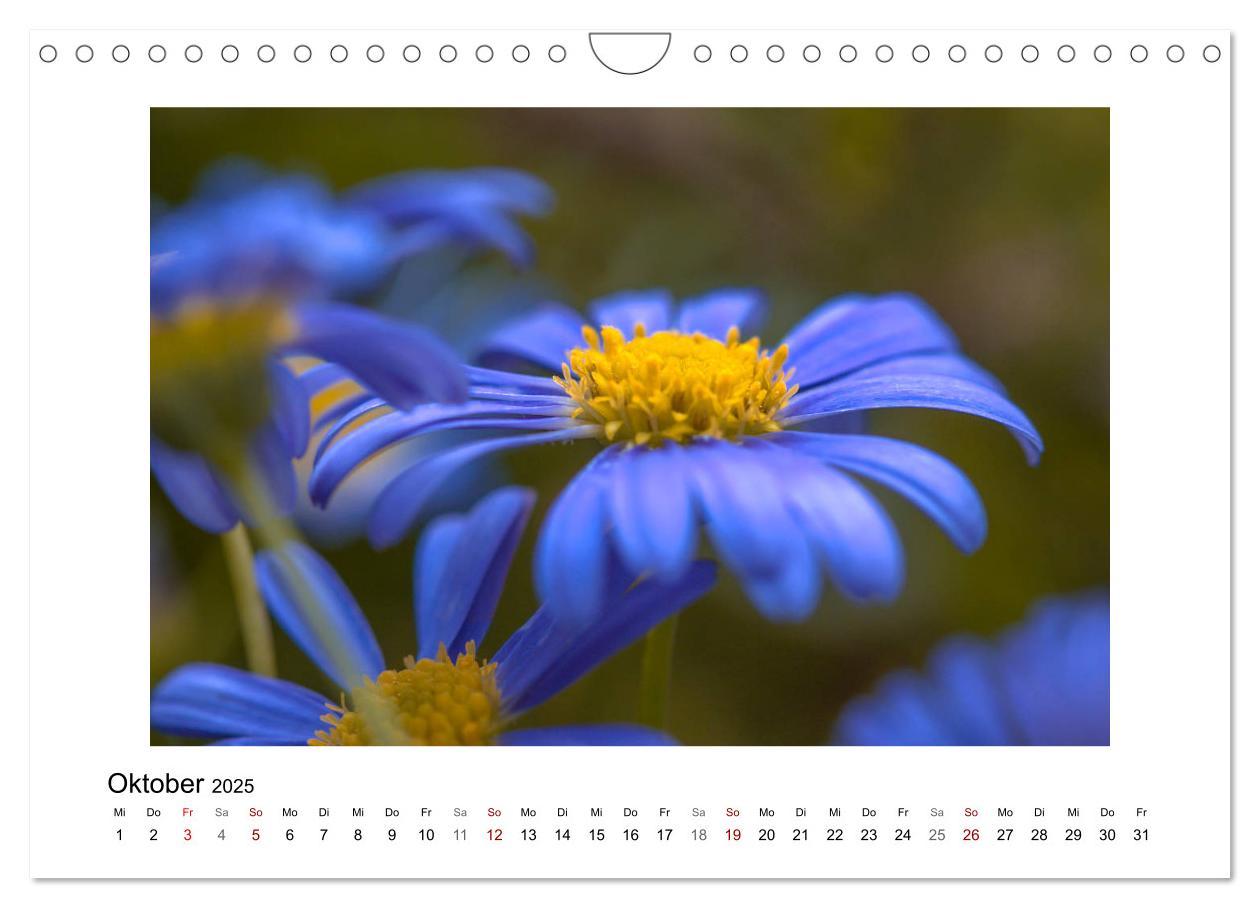 Bild: 9783435301355 | Blauer Blütentraum (Wandkalender 2025 DIN A4 quer), CALVENDO...