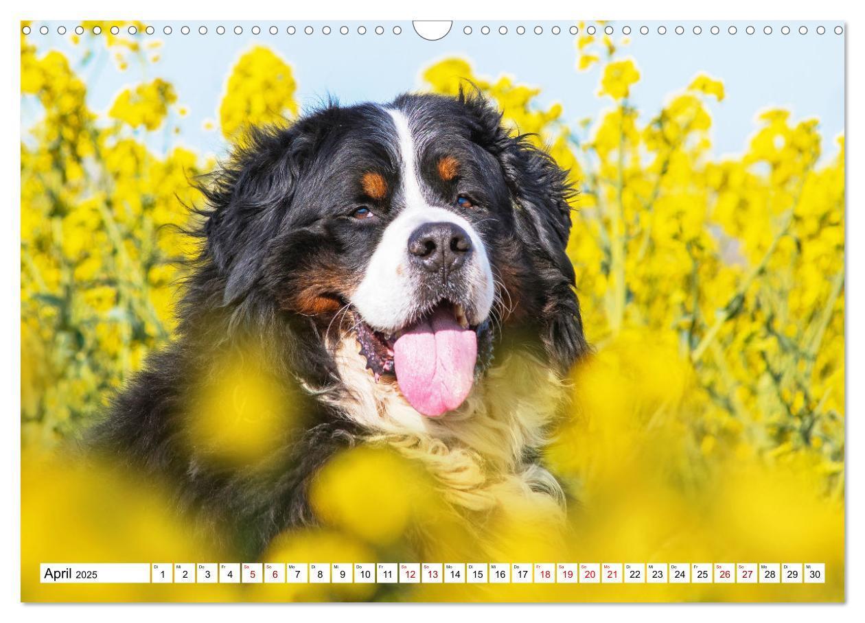 Bild: 9783383924972 | Berner Sennenhund - Eine Liebe für´s Leben (Wandkalender 2025 DIN...