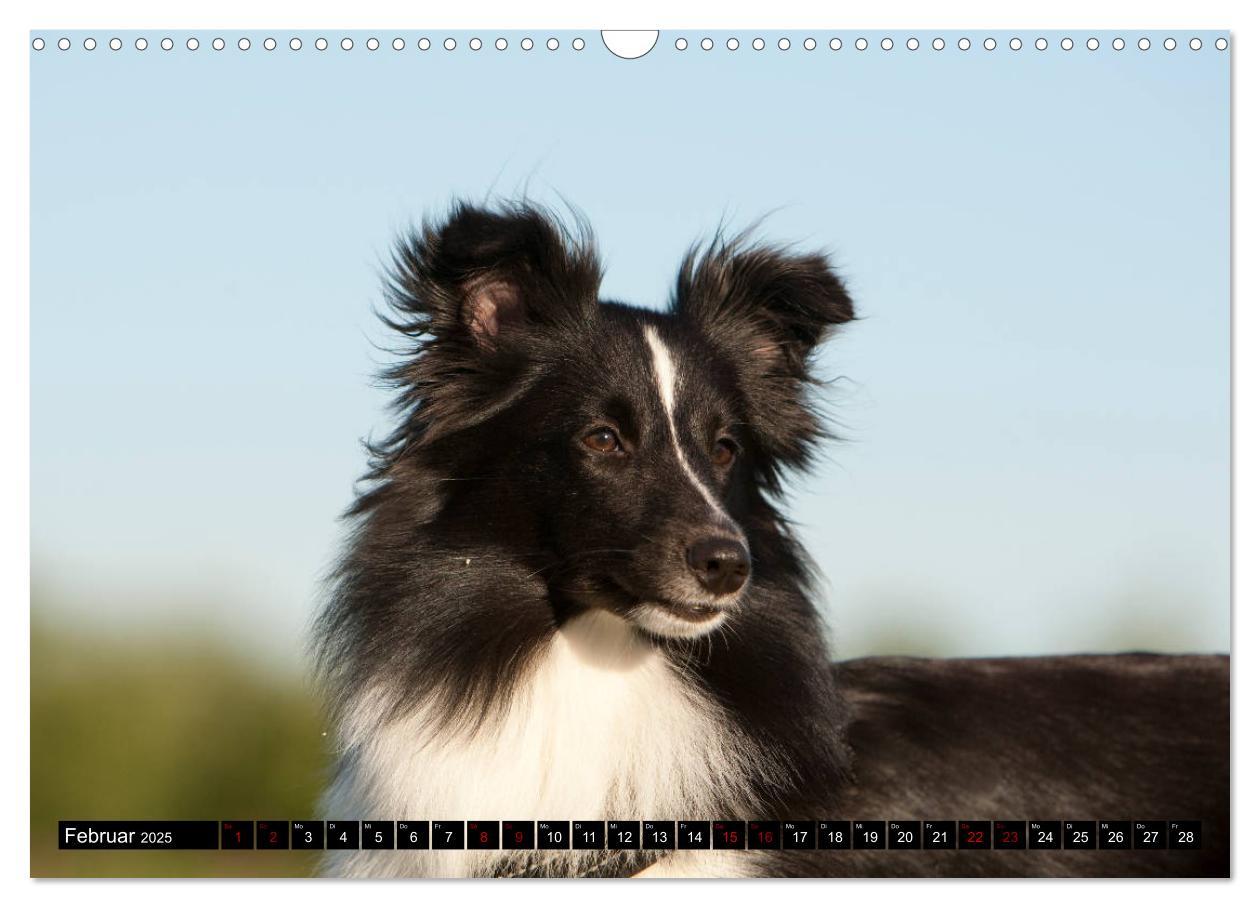 Bild: 9783435409686 | Shetland Sheepdogs - Kleine Charmeure (Wandkalender 2025 DIN A3...