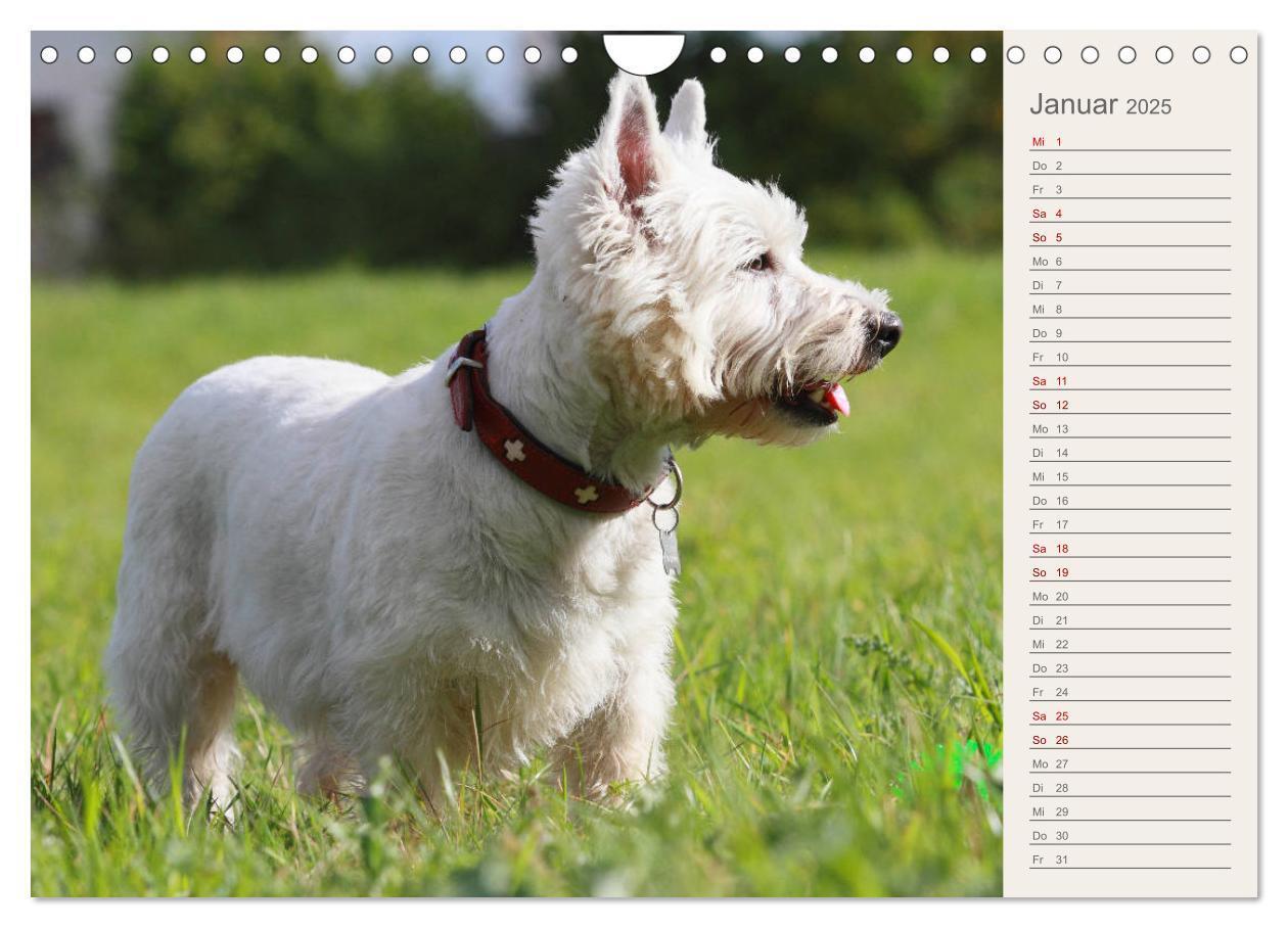 Bild: 9783435408665 | West Highland White Terrier - Selbstbewustes Powerpaket - der...