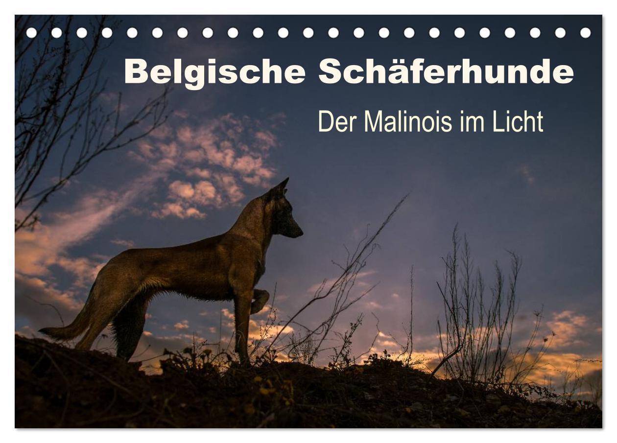 Cover: 9783435633012 | Belgische Schäferhunde - Der Malinois im Licht (Tischkalender 2025...