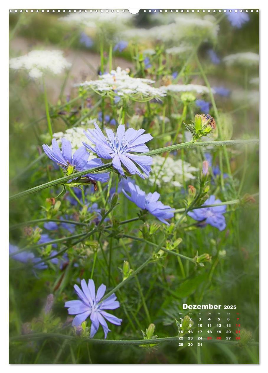 Bild: 9783457060049 | Ein Spaziergang über eine Sommerwiese (Wandkalender 2025 DIN A2...