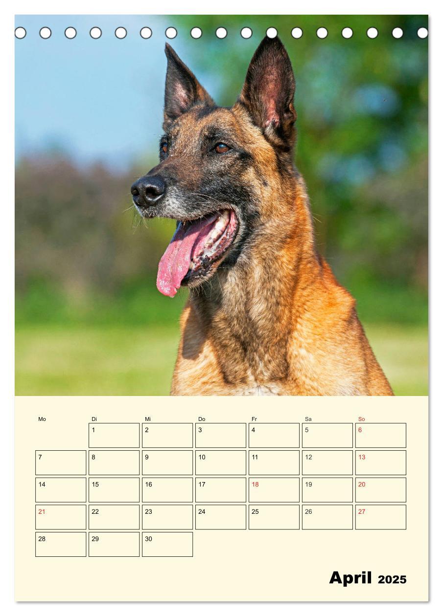 Bild: 9783435944293 | Familienplaner Tausendsassa Malinois (Tischkalender 2025 DIN A5...