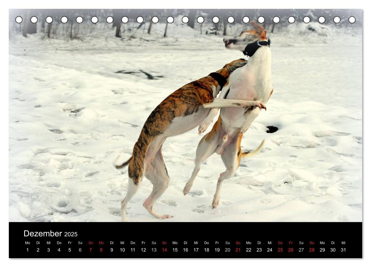 Bild: 9783435629909 | Whippets in Aktion (Tischkalender 2025 DIN A5 quer), CALVENDO...