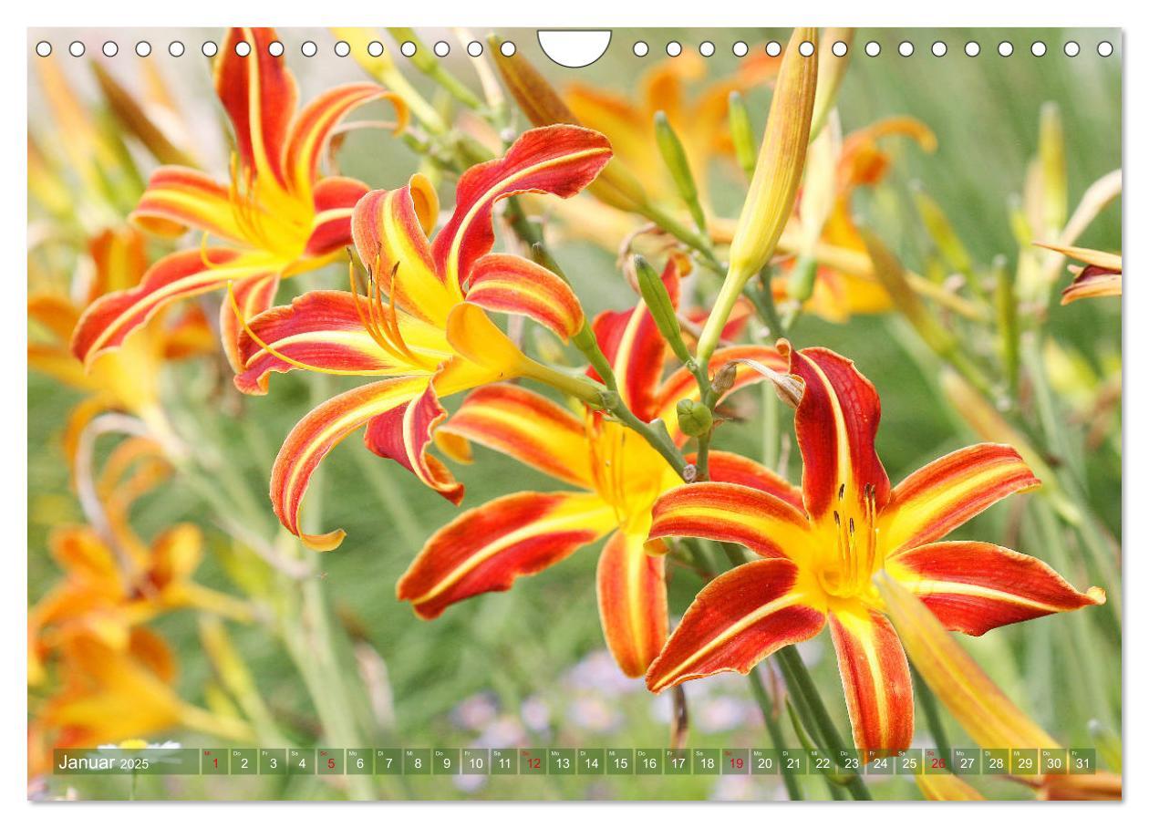 Bild: 9783435297092 | Taglilien im Garten (Wandkalender 2025 DIN A4 quer), CALVENDO...