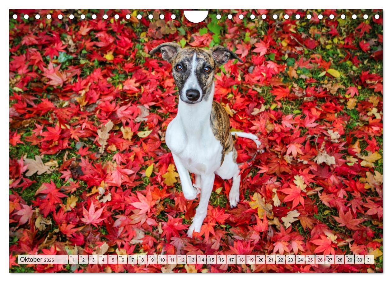 Bild: 9783383941917 | Der Whippet - ein Seelenhund (Wandkalender 2025 DIN A4 quer),...