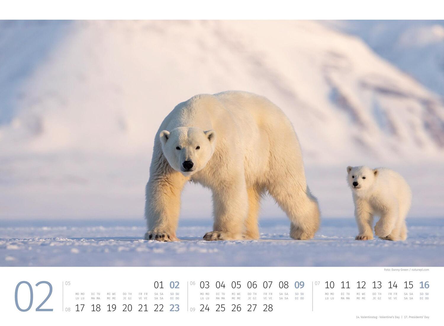 Bild: 9783838425986 | Eisbären Kalender 2025 | Ackermann Kunstverlag | Kalender | 14 S.