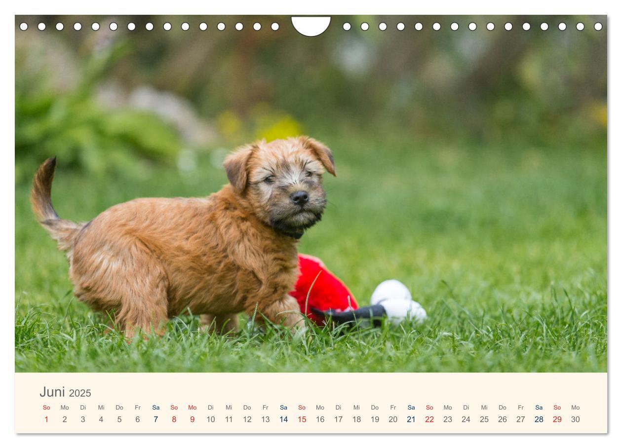 Bild: 9783435047277 | IRISH SOFT COATED WHEATEN TERRIER WELPEN 2025 (Wandkalender 2025...