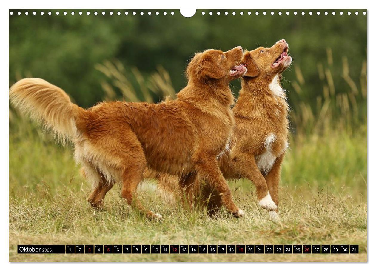 Bild: 9783435569380 | Nova Scotia Duck Tolling Retriever (Wandkalender 2025 DIN A3 quer),...