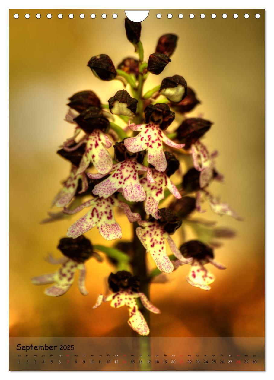 Bild: 9783457007082 | Juwelen der Natur - Ein Orchideensommer (Wandkalender 2025 DIN A4...