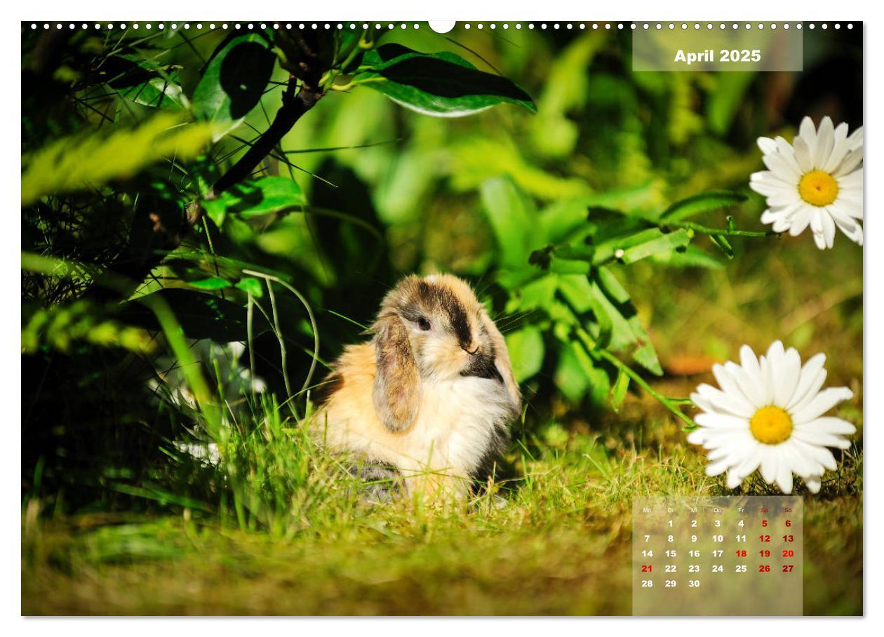 Bild: 9783435340866 | Kaninchen klein und putzig (Wandkalender 2025 DIN A2 quer),...