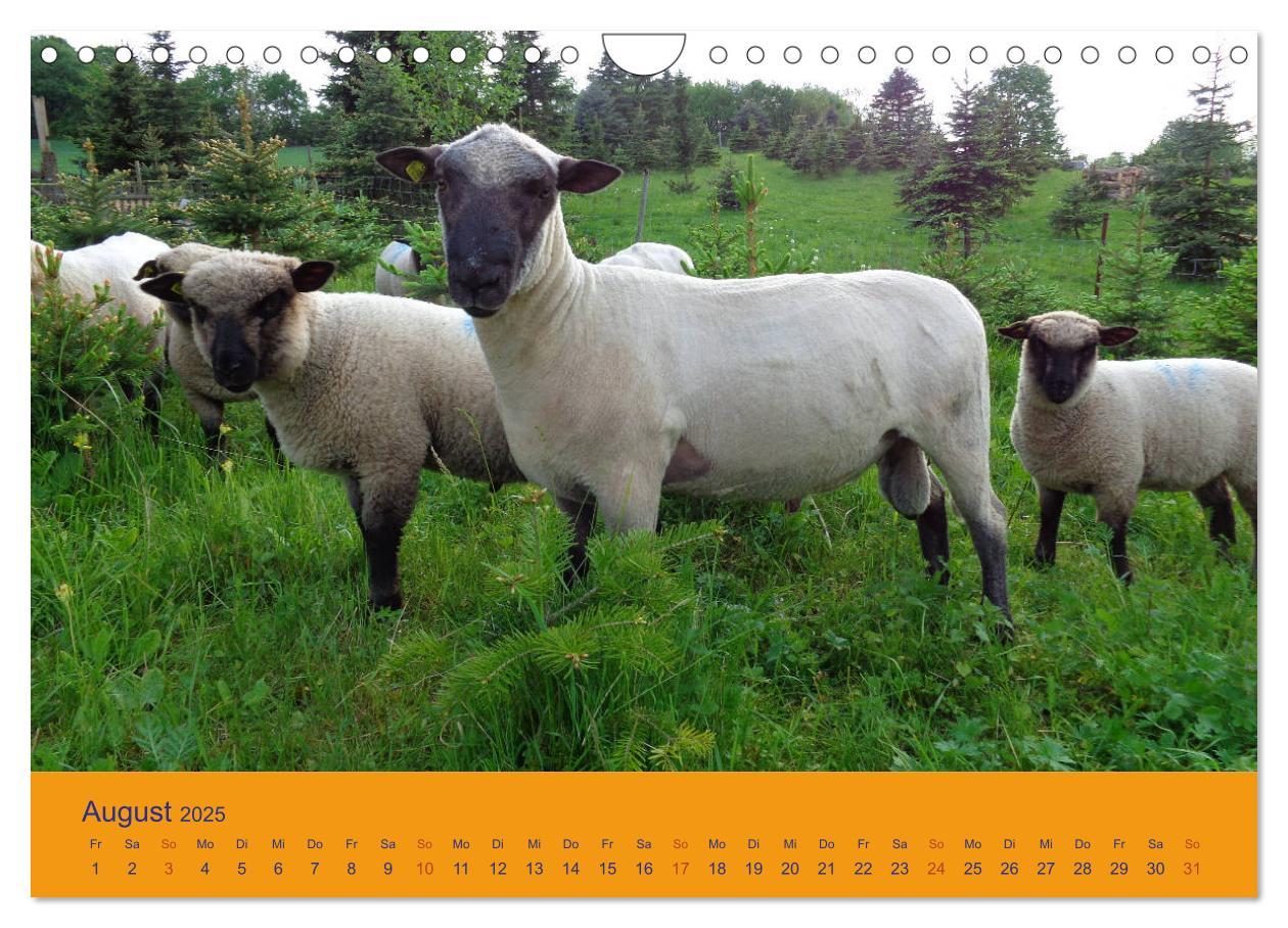 Bild: 9783435249985 | Shropshire Schafe (Wandkalender 2025 DIN A4 quer), CALVENDO...