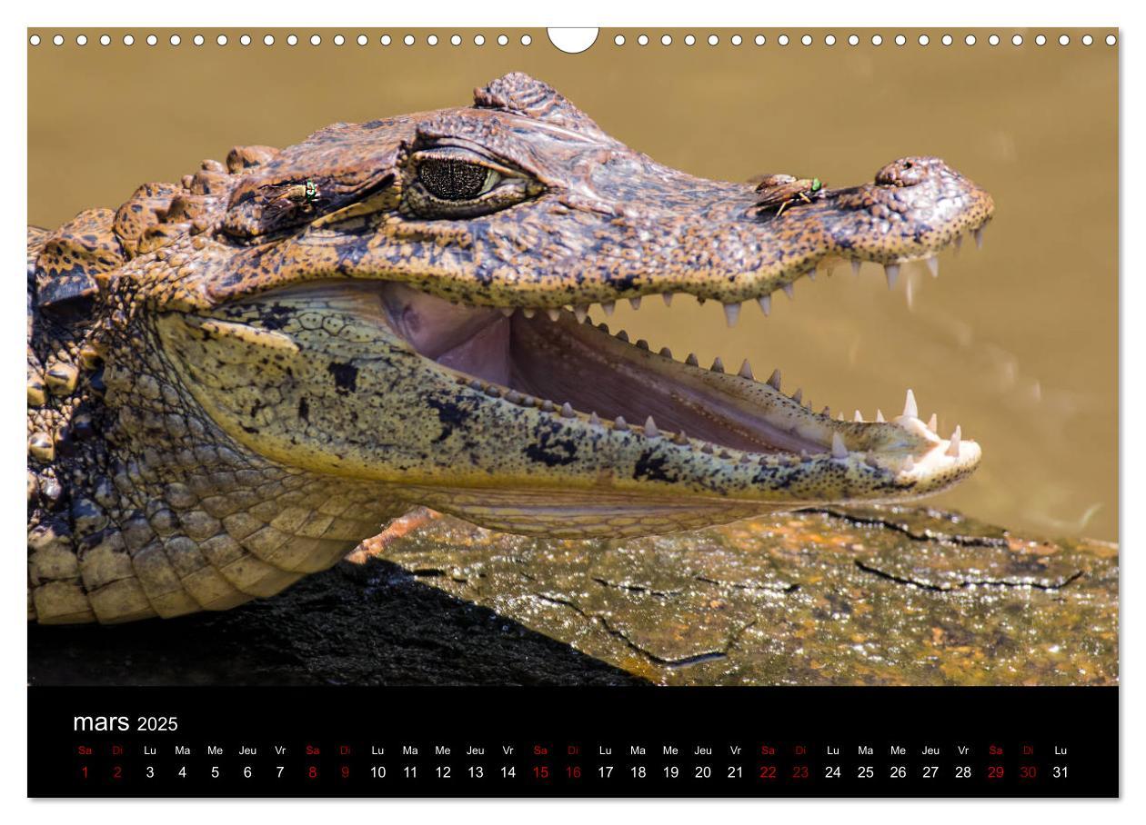 Bild: 9781325937059 | Costa Rica Paradis de la Biodiversité (Calendrier mural 2025 DIN A3...