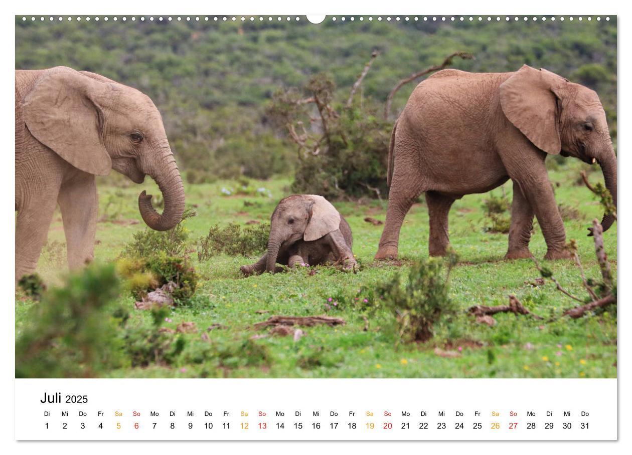 Bild: 9783435228355 | ADDO ELEPHANT NATIONAL PARK Elefanten Babies (Wandkalender 2025 DIN...