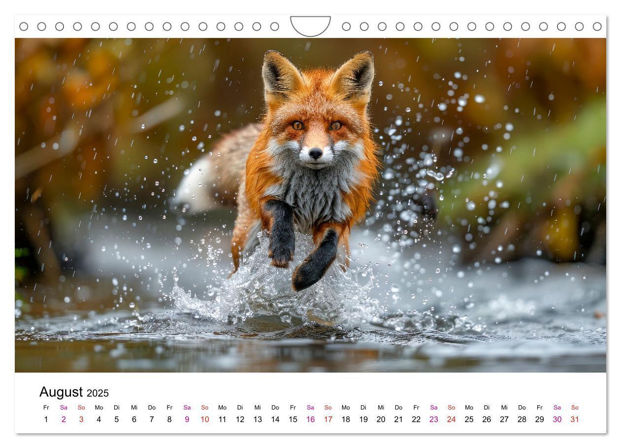 Bild: 9783383815126 | Fuchs - schöne Momente (Wandkalender 2025 DIN A4 quer), CALVENDO...