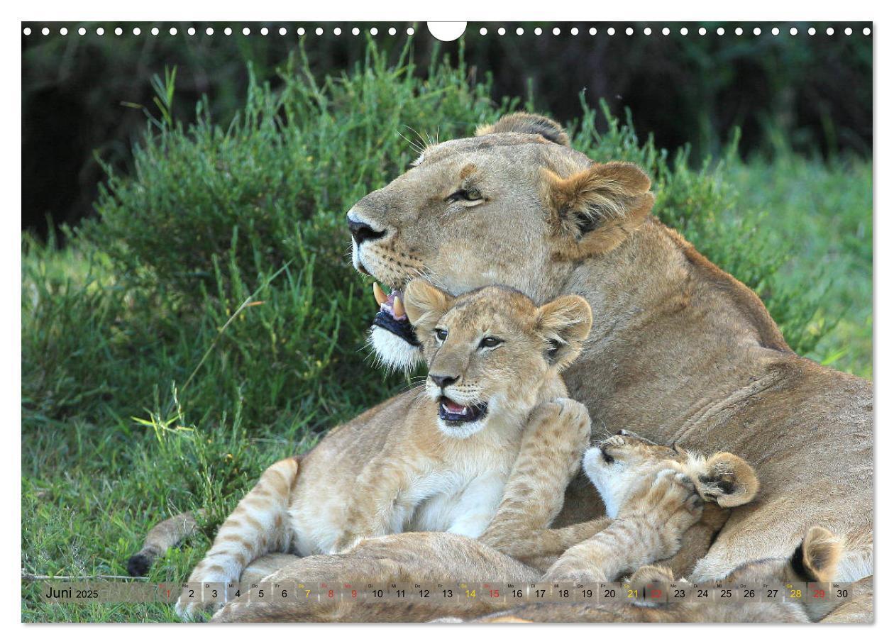 Bild: 9783435598656 | Löwen und Leoparden - Begegnungen in Afrika (Wandkalender 2025 DIN...