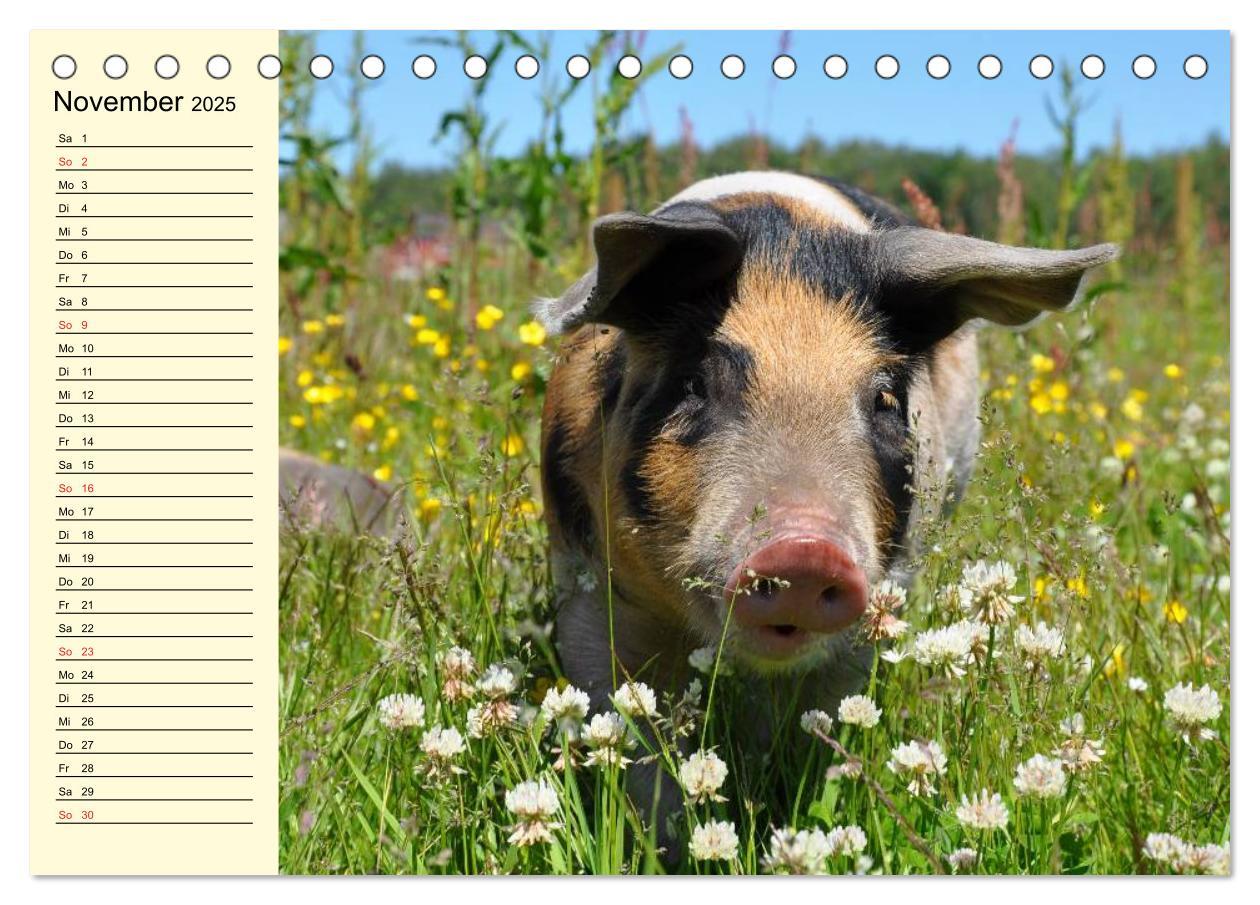 Bild: 9783435529421 | Von Säuen die Schwein haben! (Tischkalender 2025 DIN A5 quer),...