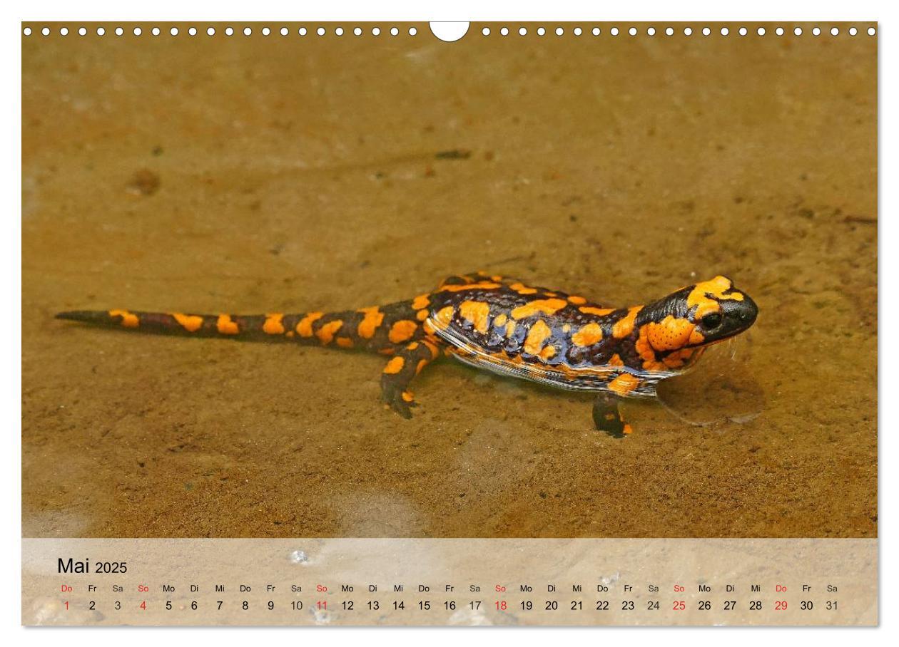 Bild: 9783435589432 | Kleine Reptilien (Wandkalender 2025 DIN A3 quer), CALVENDO...