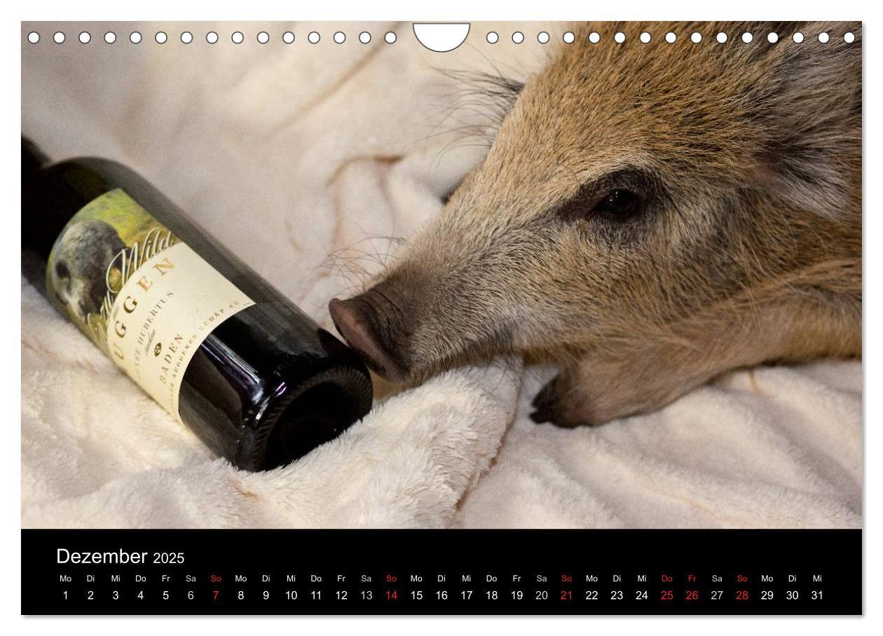 Bild: 9783435537358 | Kleine Schweinereien (Wandkalender 2025 DIN A4 quer), CALVENDO...