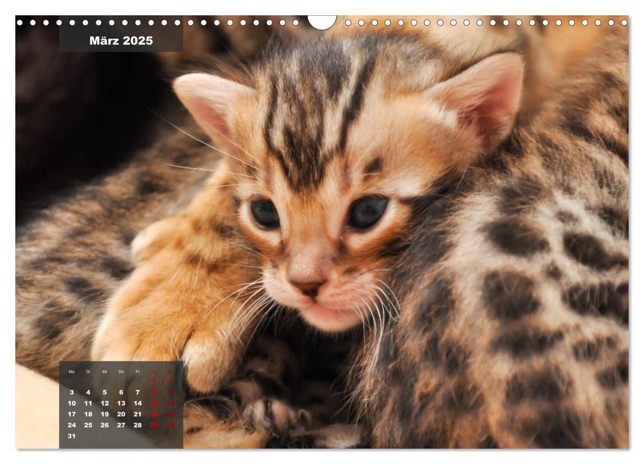 Bild: 9783435408689 | Bengal Kätzchen (Wandkalender 2025 DIN A3 quer), CALVENDO...