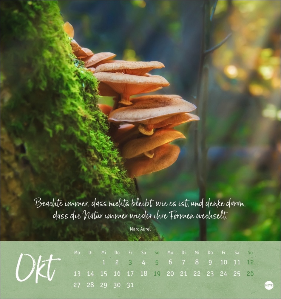 Bild: 9783756407118 | Unser Wald Postkartenkalender 2025 - zauberhafter Ort der Kraft | 2025