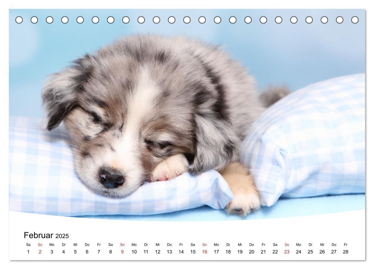 Bild: 9783435159857 | Süße Träume 2025 - schlafende Hundewelpen (Tischkalender 2025 DIN...