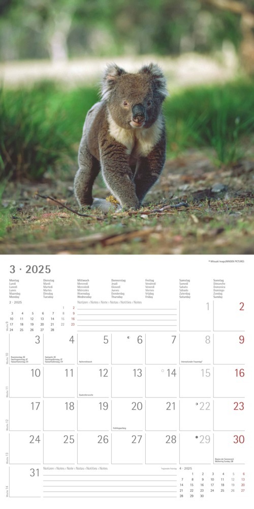 Bild: 4251732340759 | Alpha Edition - Koalas 2025 Broschürenkalender, 30x30cm,...