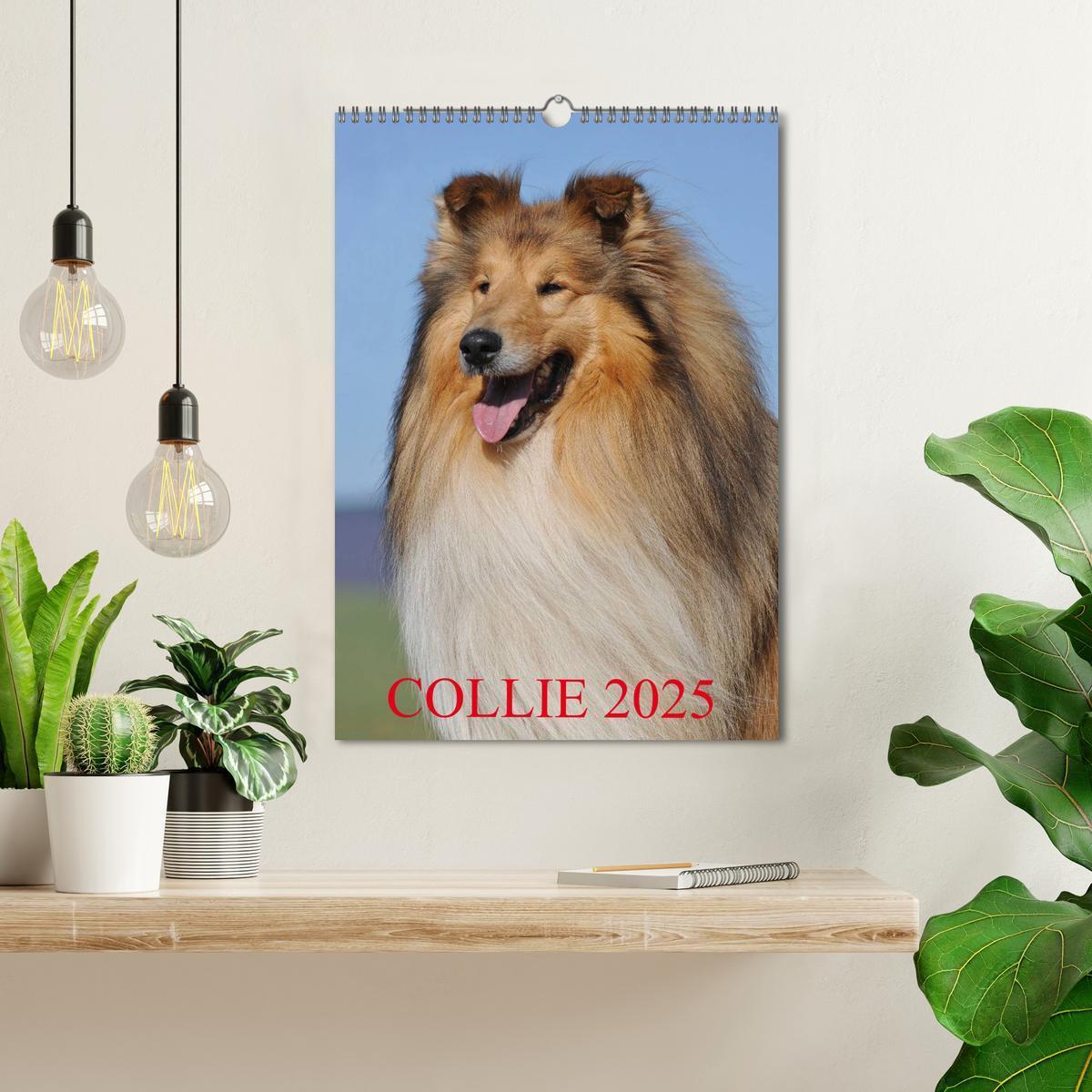 Bild: 9783457072677 | Collie 2025 (Wandkalender 2025 DIN A3 hoch), CALVENDO Monatskalender