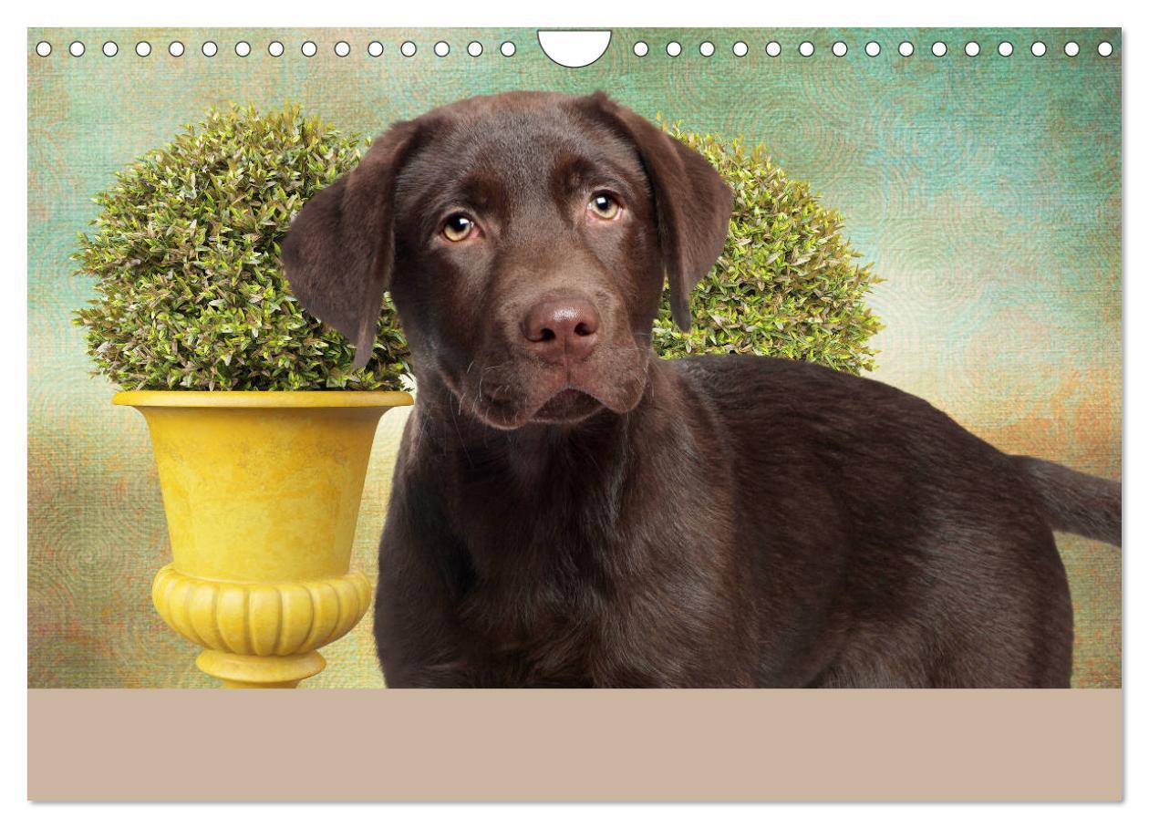 Bild: 9783435161805 | Labrador Retriever unsere Freunde (Wandkalender 2025 DIN A4 quer),...