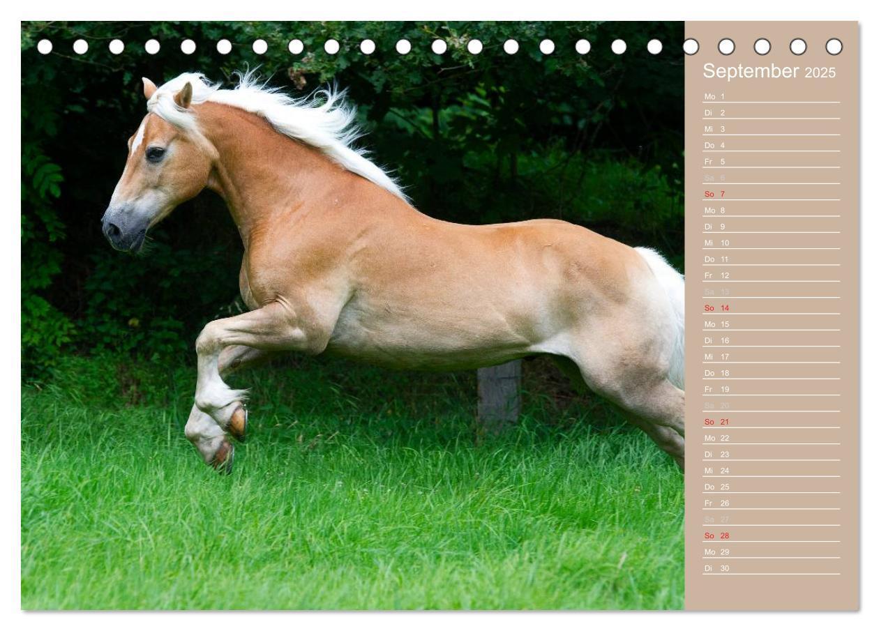 Bild: 9783435723737 | Haflinger / Geburtstagskalender (Tischkalender 2025 DIN A5 quer),...