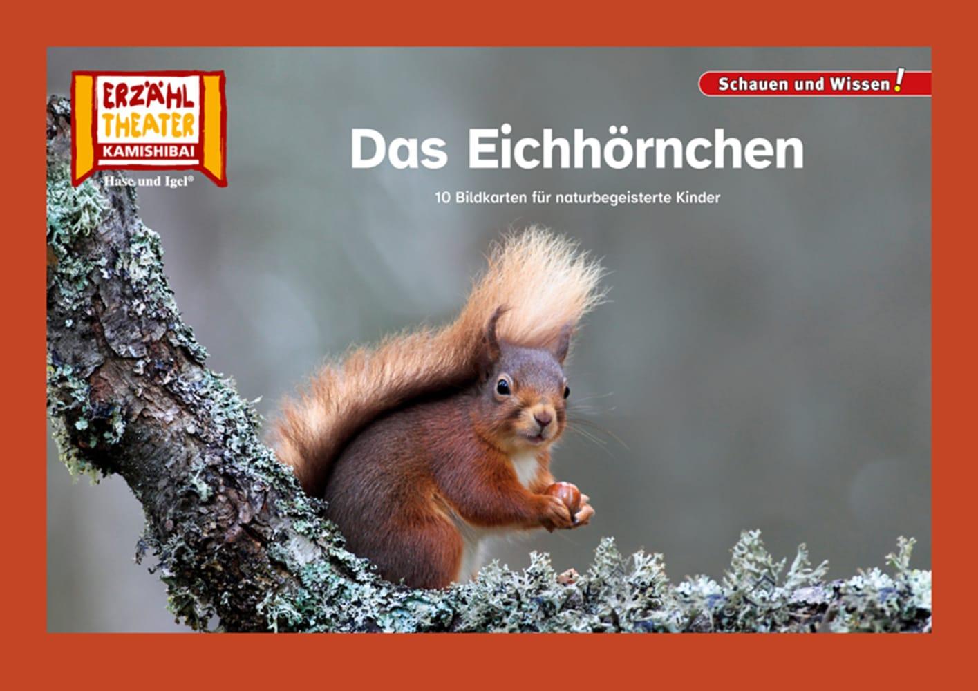 Cover: 4260505832902 | Das Eichhörnchen / Kamishibai Bildkarten | Taschenbuch | 12 S. | 2024