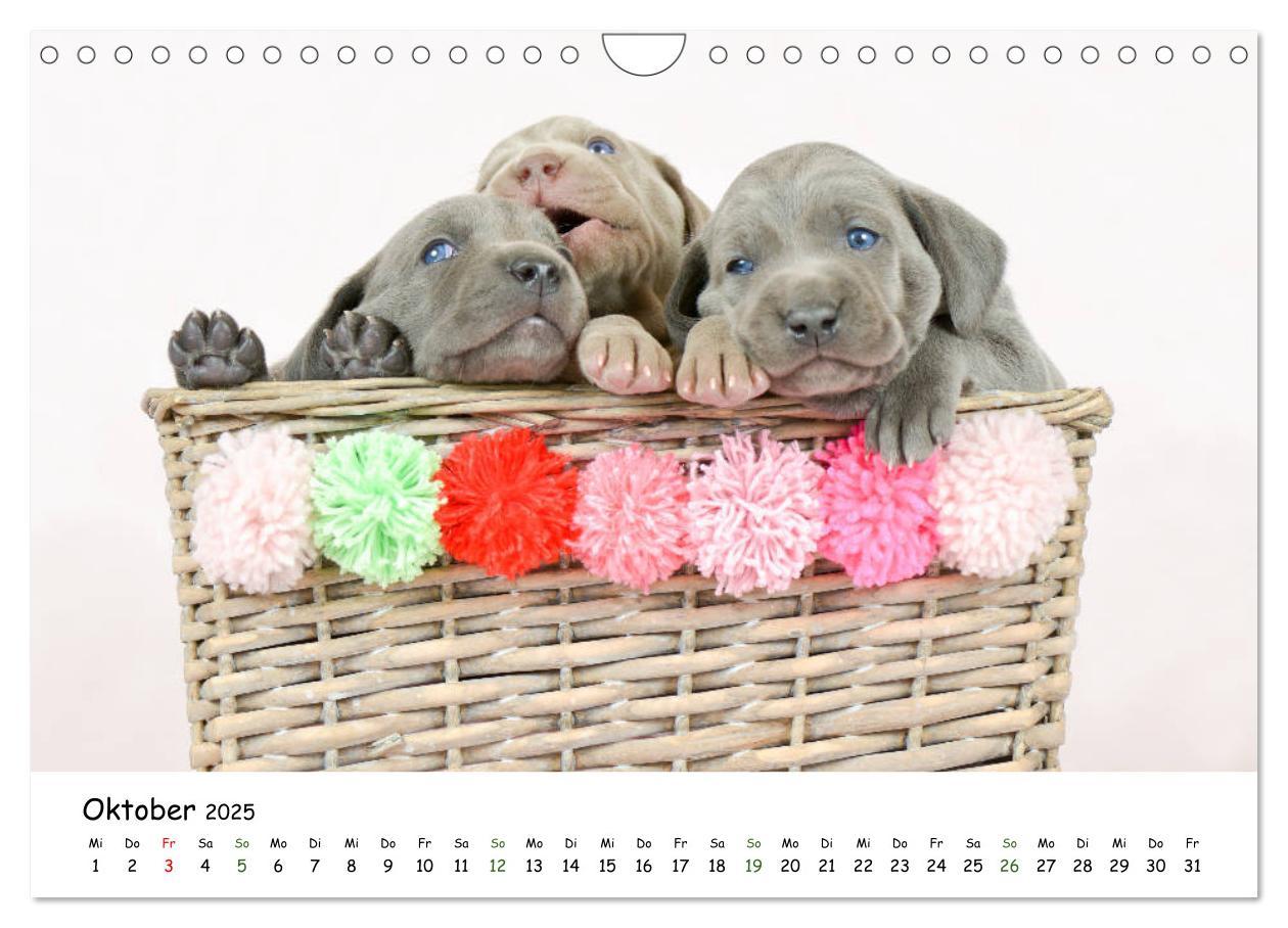 Bild: 9783435324224 | Baby Pfoten (Wandkalender 2025 DIN A4 quer), CALVENDO Monatskalender