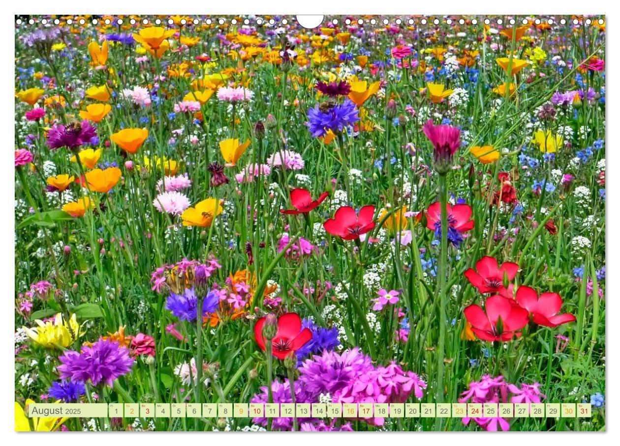 Bild: 9783435473502 | Blumenwiesen ¿ ein blütenzauberhaftes Jahr (Wandkalender 2025 DIN...