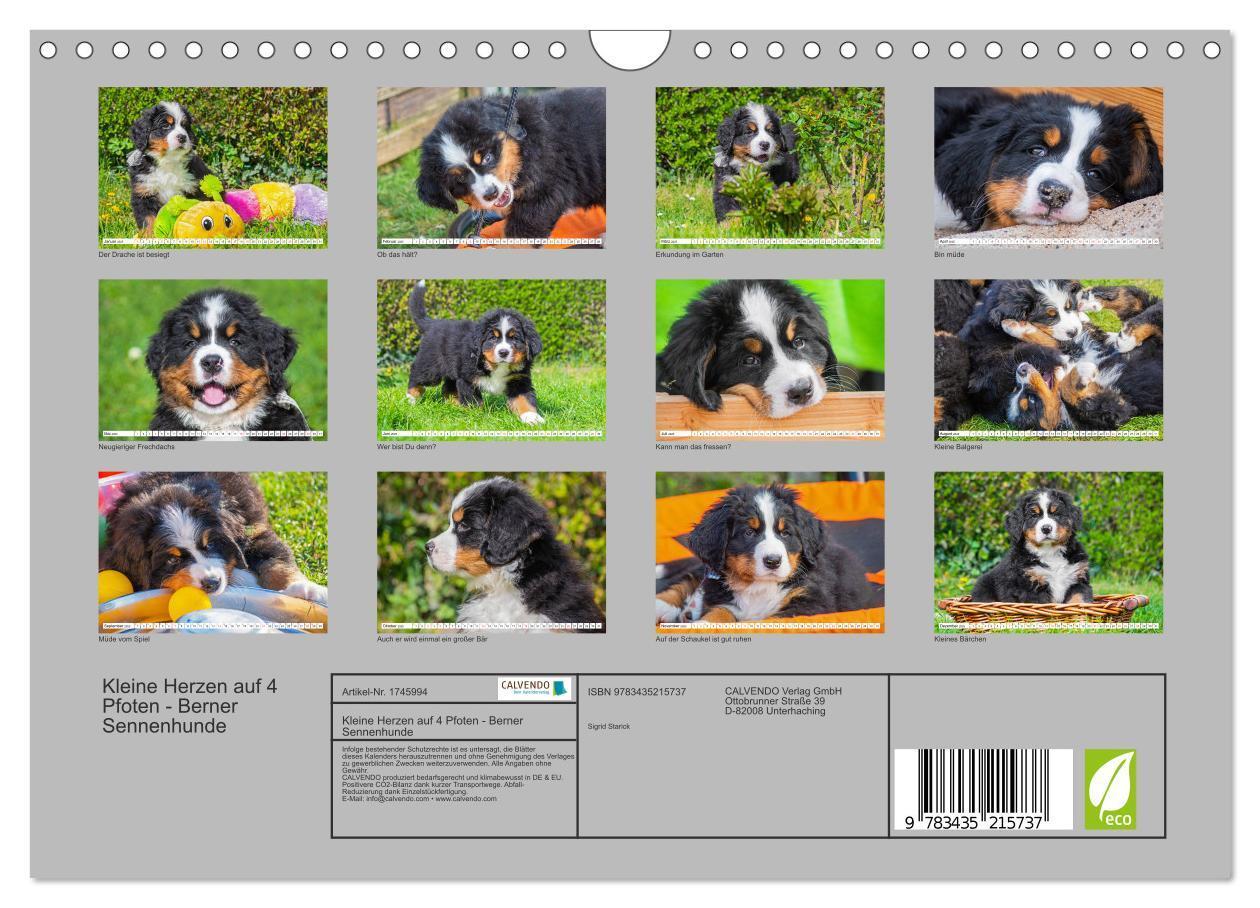 Bild: 9783435215737 | Kleine Herzen auf 4 Pfoten - Berner Sennenhunde (Wandkalender 2025...