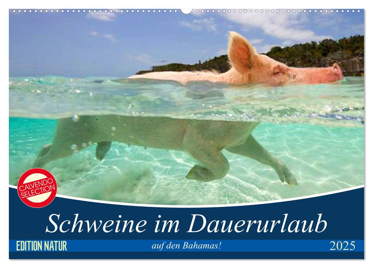 Cover: 9783435420759 | Schweine im Dauerurlaub auf den Bahamas! (Wandkalender 2025 DIN A2...