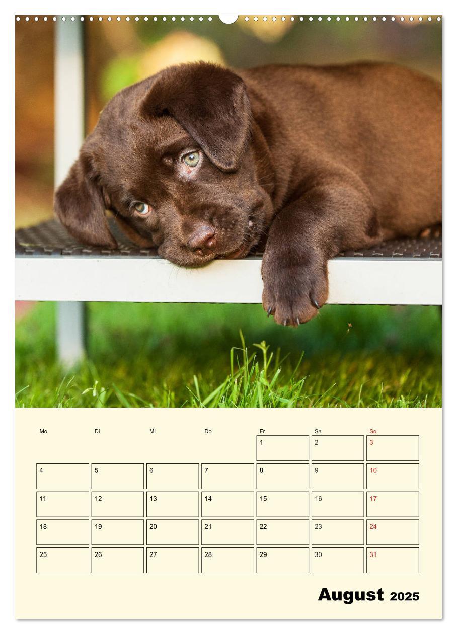 Bild: 9783435957675 | Familienplaner - Labrador Welpen entdecken die Welt (Wandkalender...