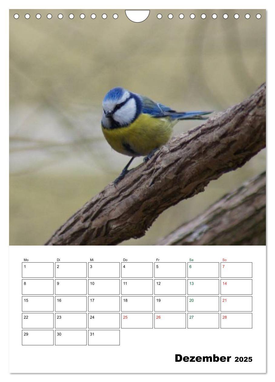 Bild: 9783457086025 | Heimische Singvögel (Wandkalender 2025 DIN A4 hoch), CALVENDO...