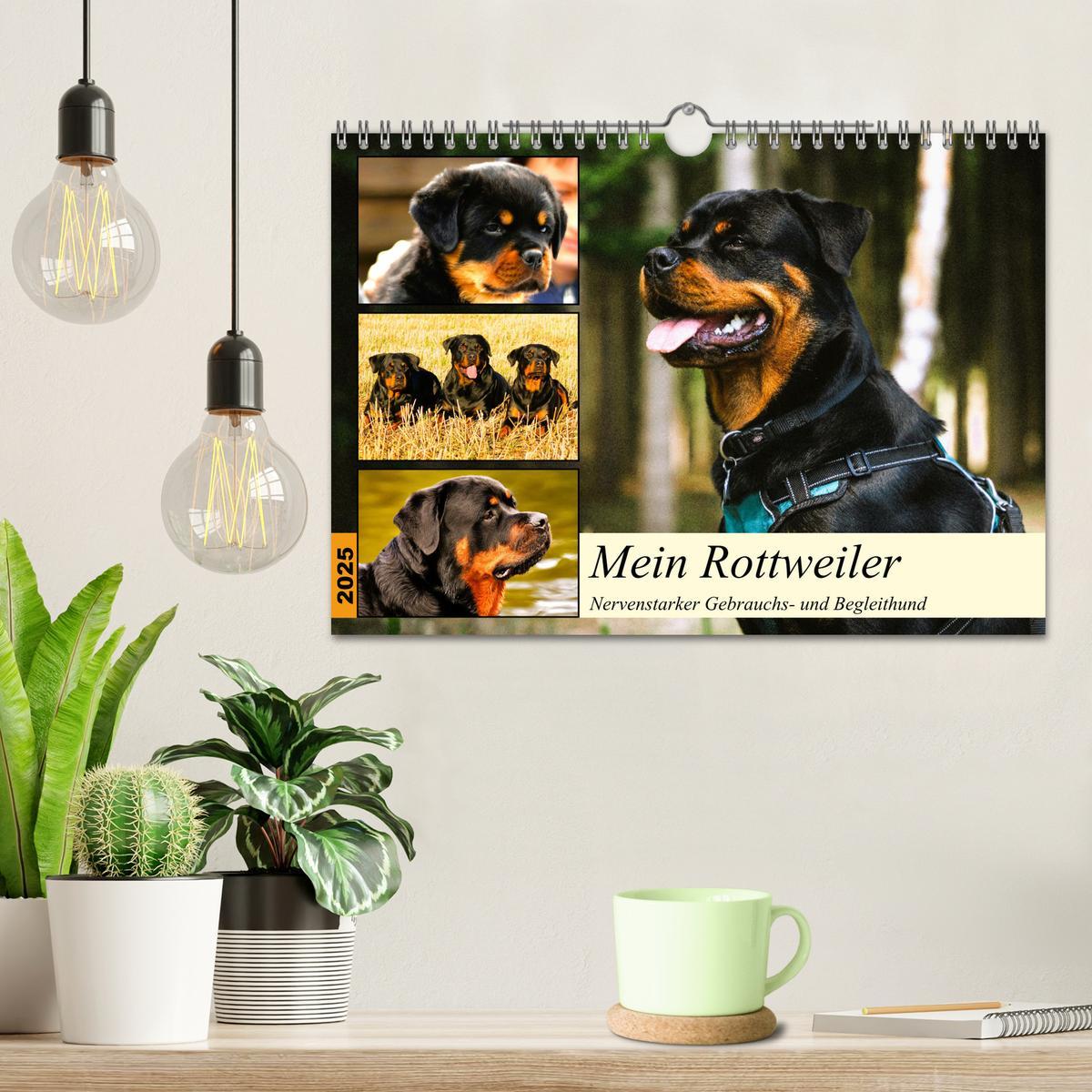 Bild: 9783383948480 | Mein Rottweiler. Nervenstarker Gebrauchs- und Begleithund...