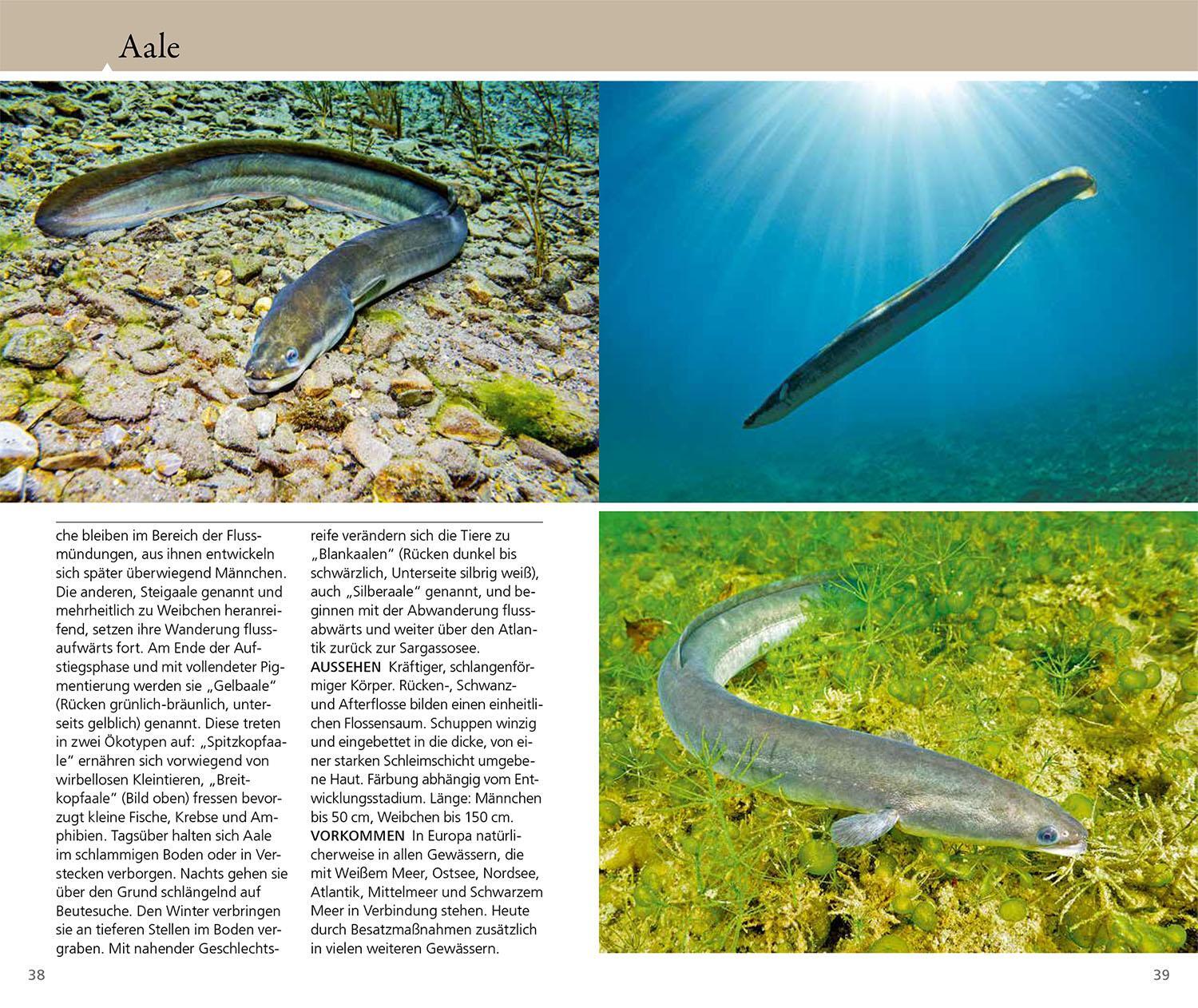 Bild: 9783440179796 | Welcher Fisch ist das? | Matthias Bergbauer | Taschenbuch | 160 S.