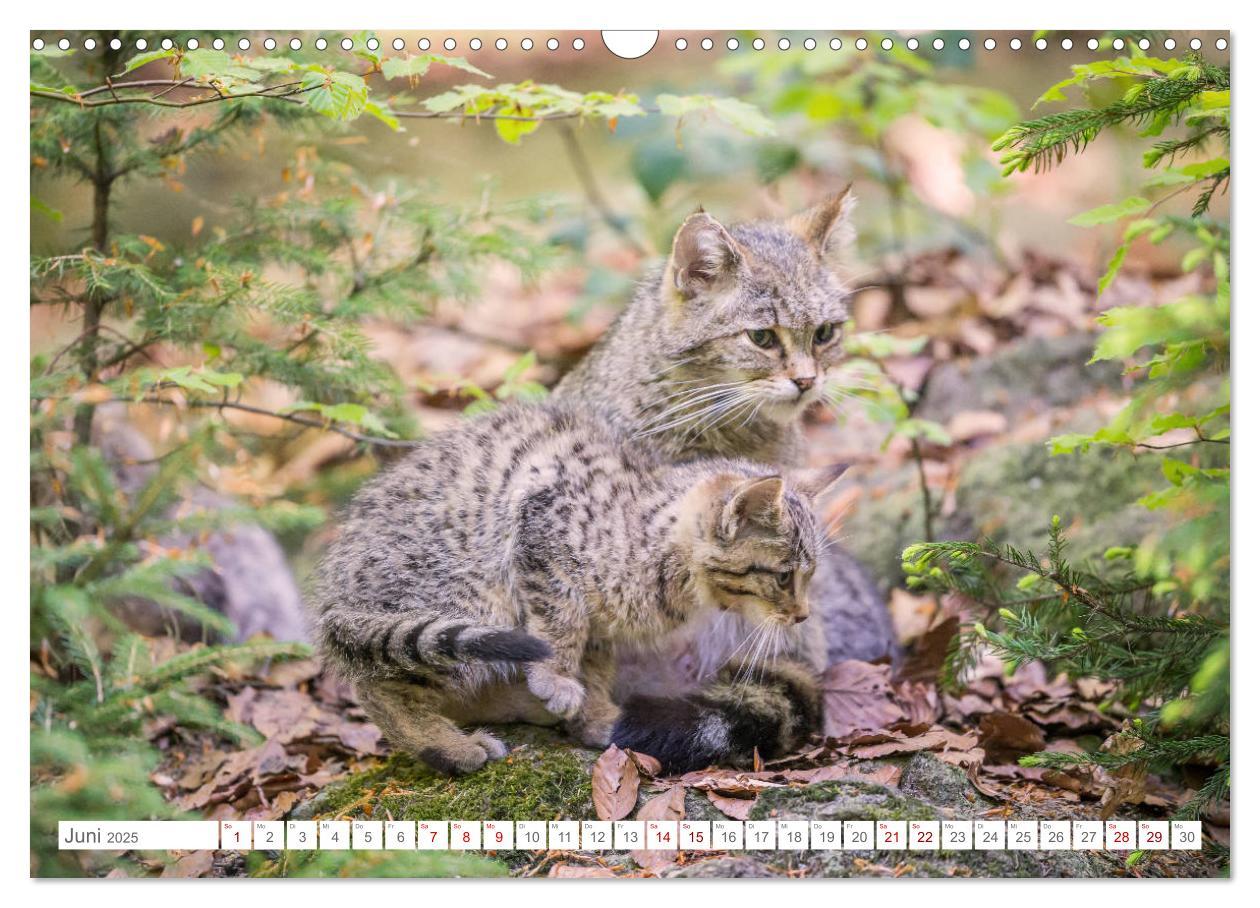 Bild: 9783435231089 | Wildkatzenbabys - wild und zuckersüß. (Wandkalender 2025 DIN A3...