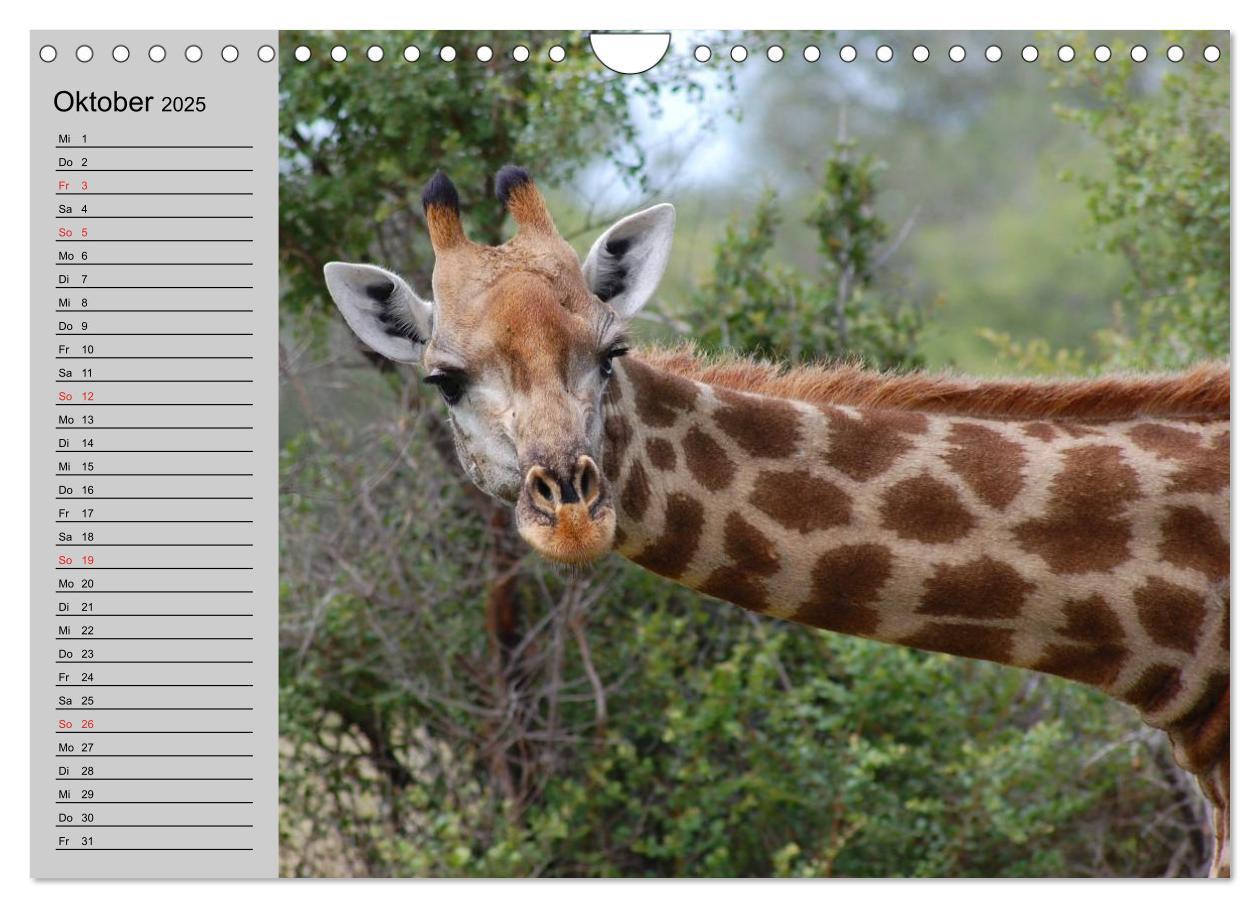 Bild: 9783435535330 | Giraffen. Dem Himmel so nah (Wandkalender 2025 DIN A4 quer),...