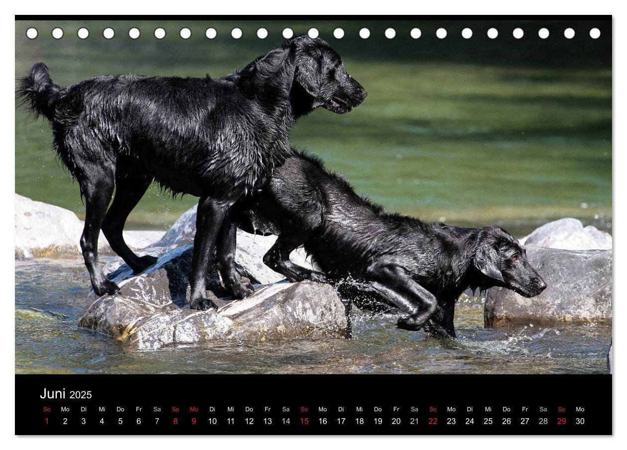 Bild: 9783435722136 | Flatcoated Retriever (Tischkalender 2025 DIN A5 quer), CALVENDO...